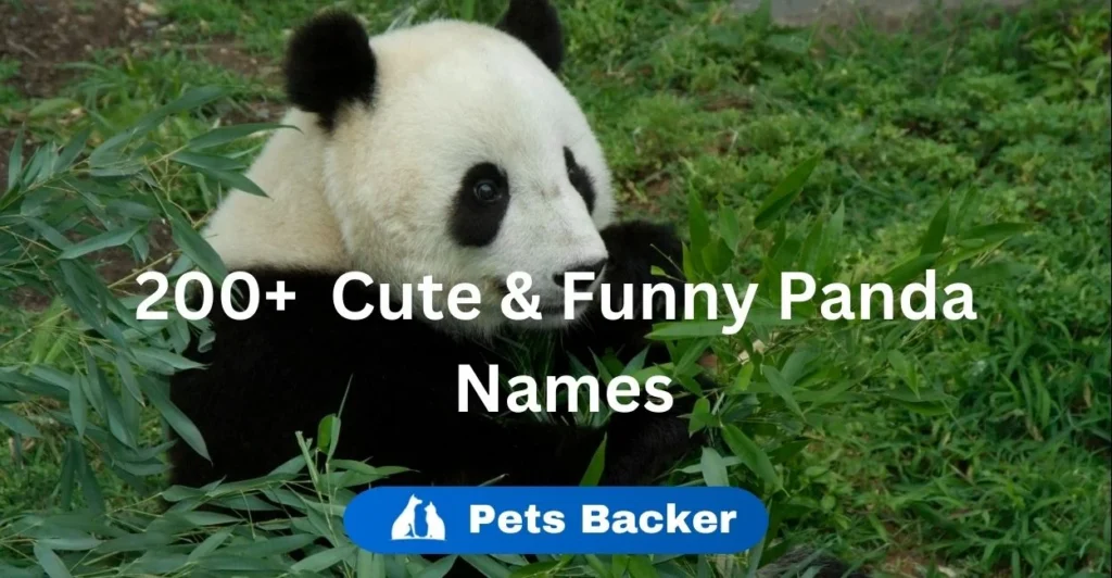 200+ Cute & Funny Panda Names