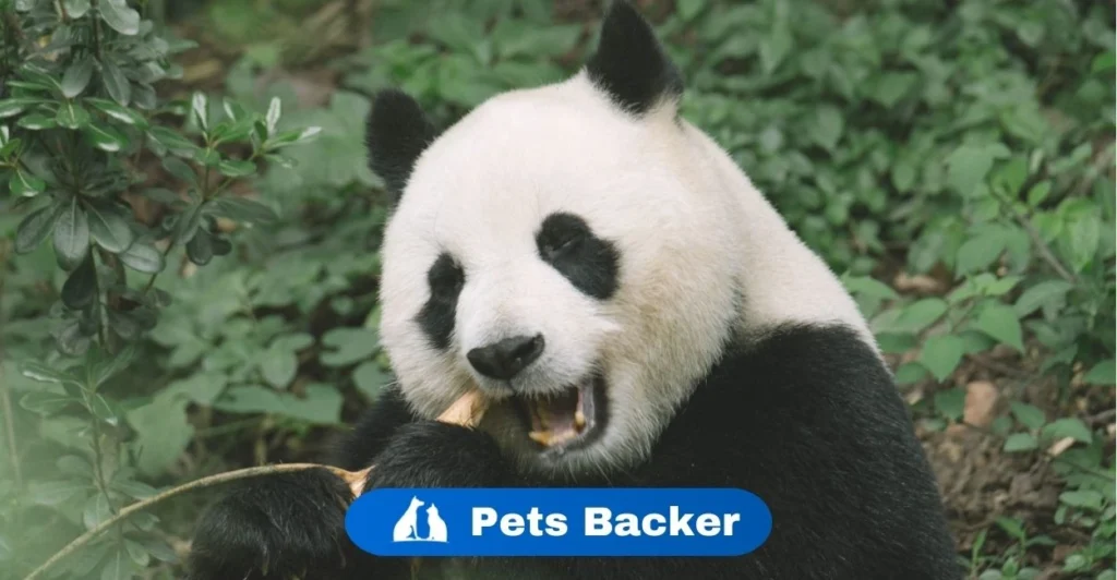 Panda Names | Pets Backer