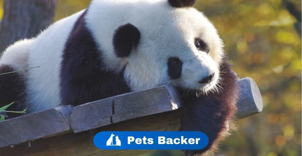 Panda Names | Pets Backer