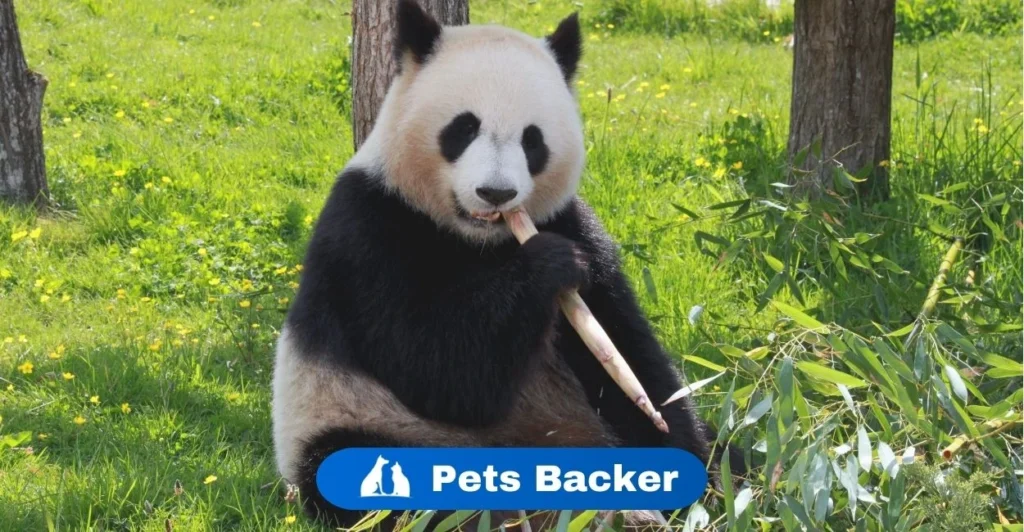 Panda Names | Pets Backer