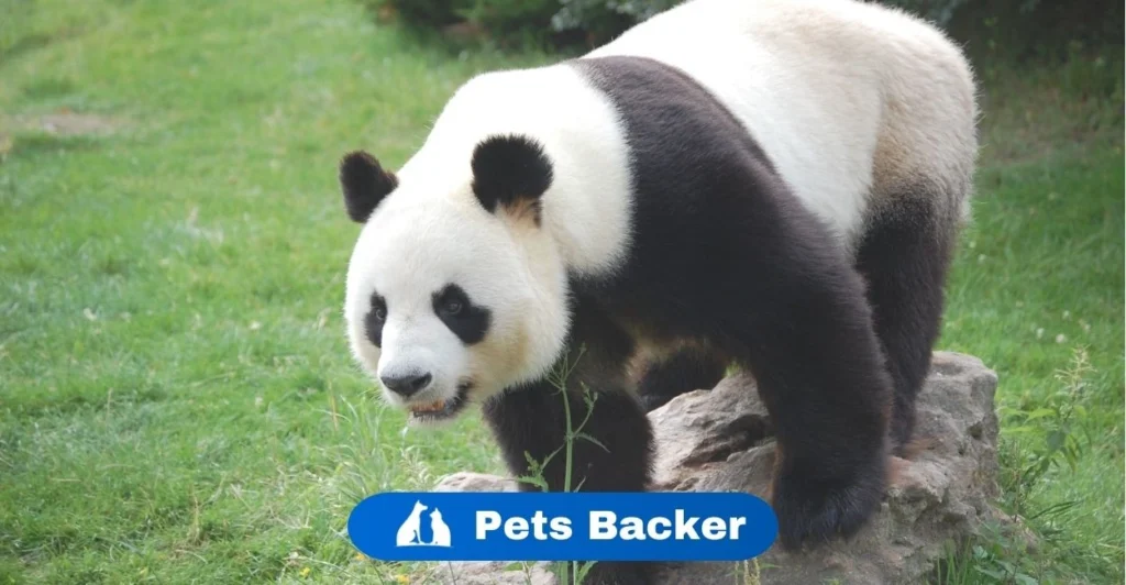 Panda Names | Pets Backer