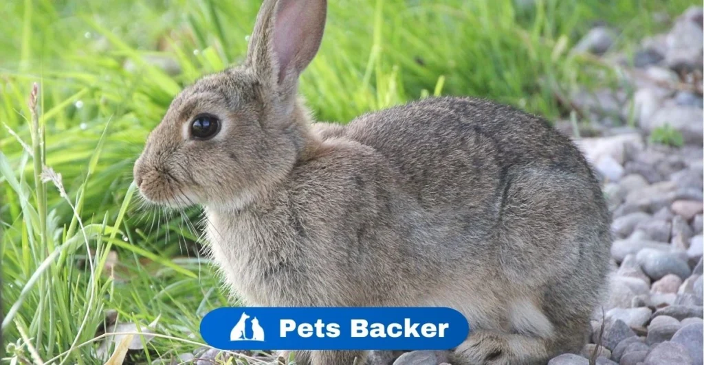 Rabbit Names | Pets Backer