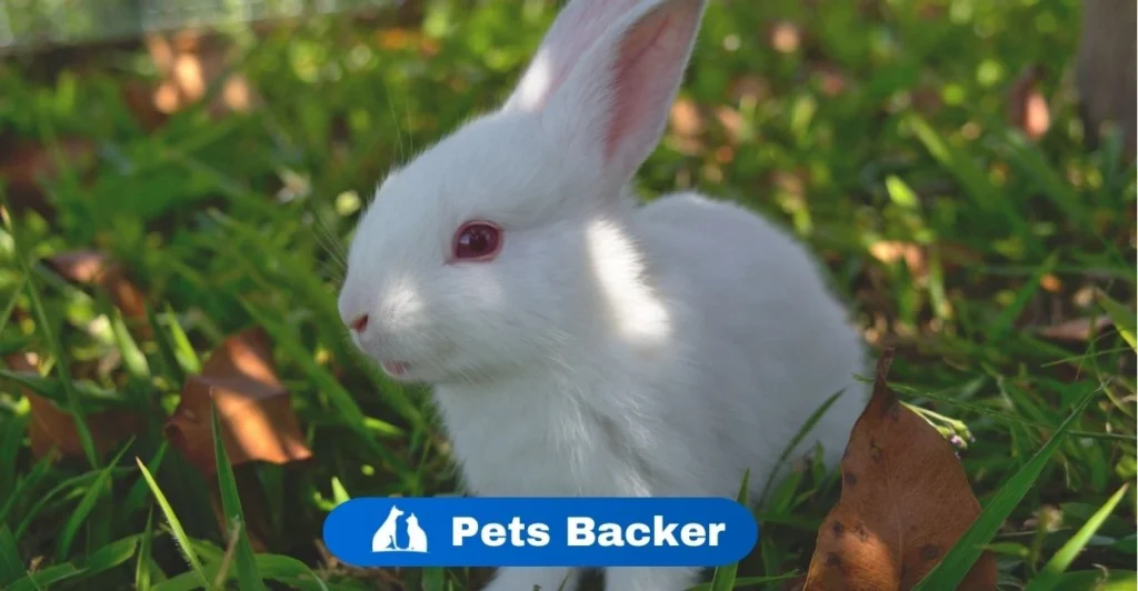 Rabbit Names | Pets Backer