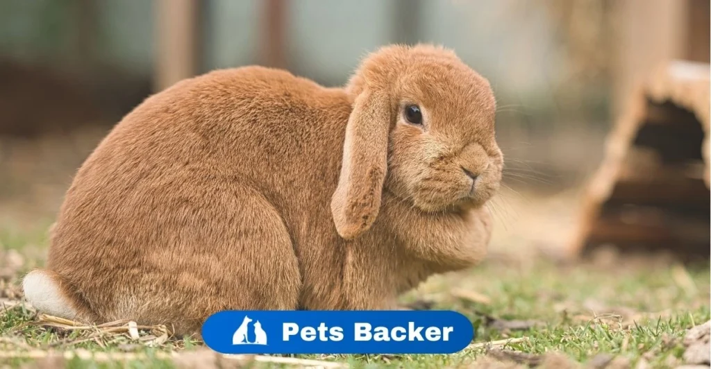 Rabbit Names | Pets Backer