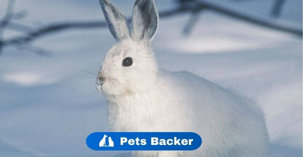 Rabbit Names | Pets Backer