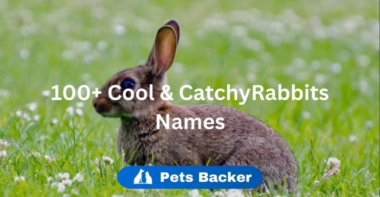 Rabbit Names | Pets Backer