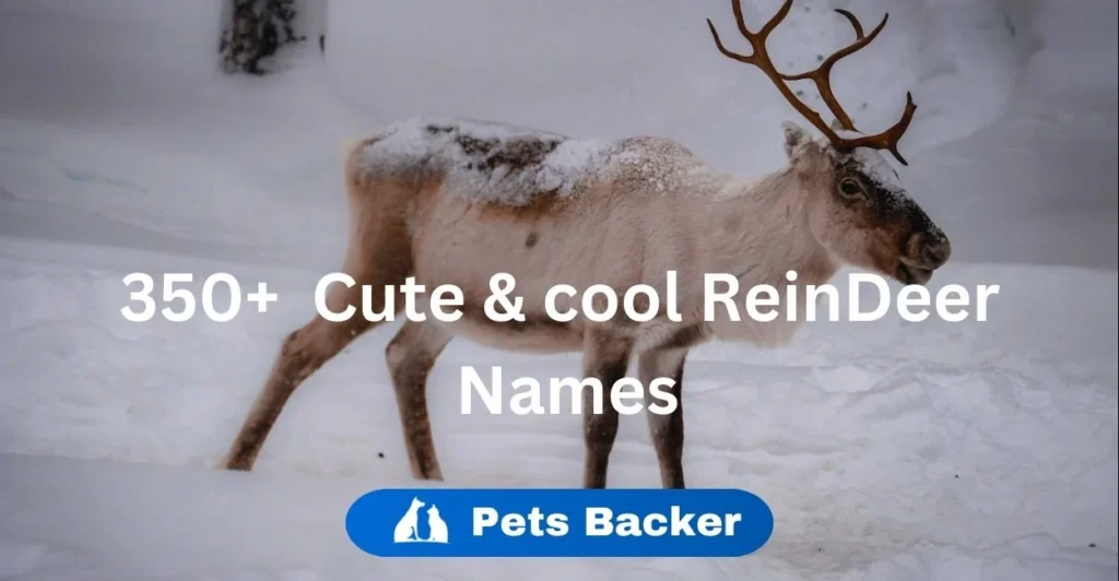 350+ Cute & Cool Reindeer Names