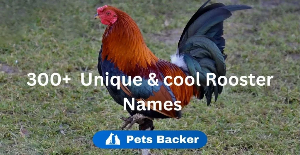 300+ Unique & Cool Rooster Names