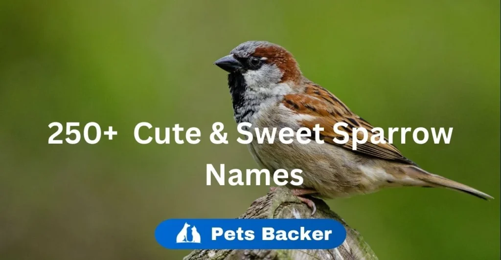 250+ Sparrow Names