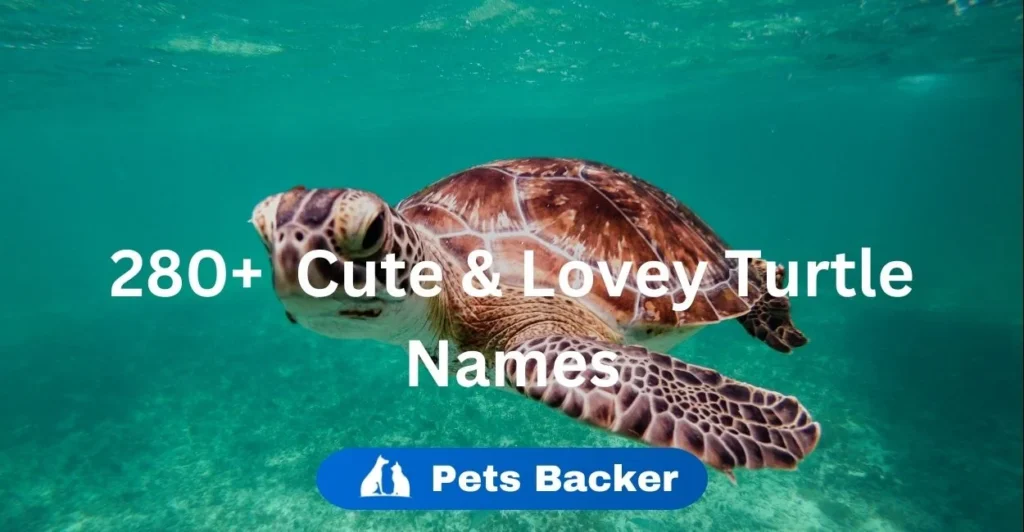 280+ Cute & Lovely Turtle Names