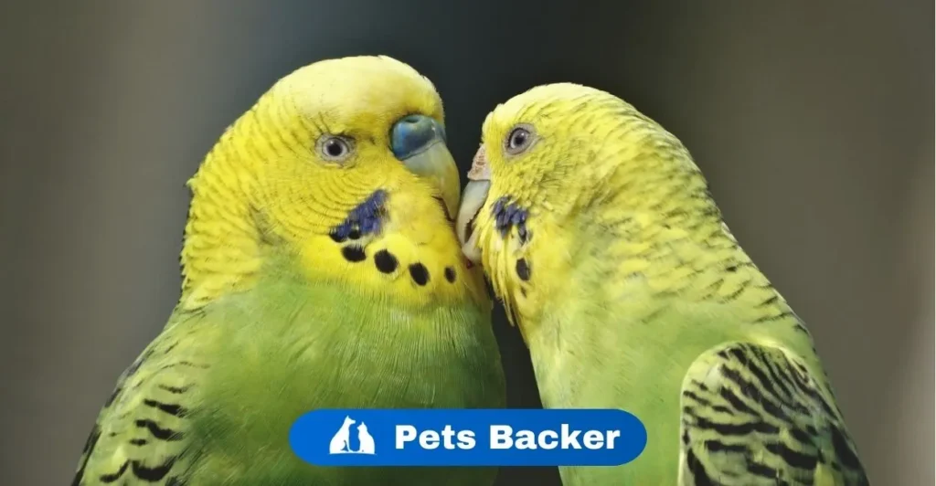 What Birds Get a Lot of Girls| Pets Backer