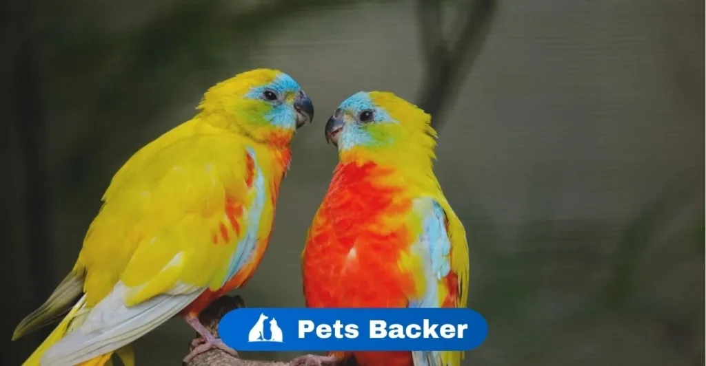 What Birds Get a Lot of Girls | Pets Backer