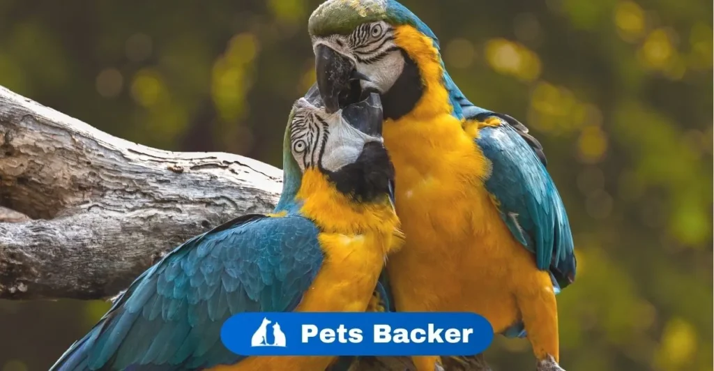 What Birds Get a Lot of Girls | Pets Backer