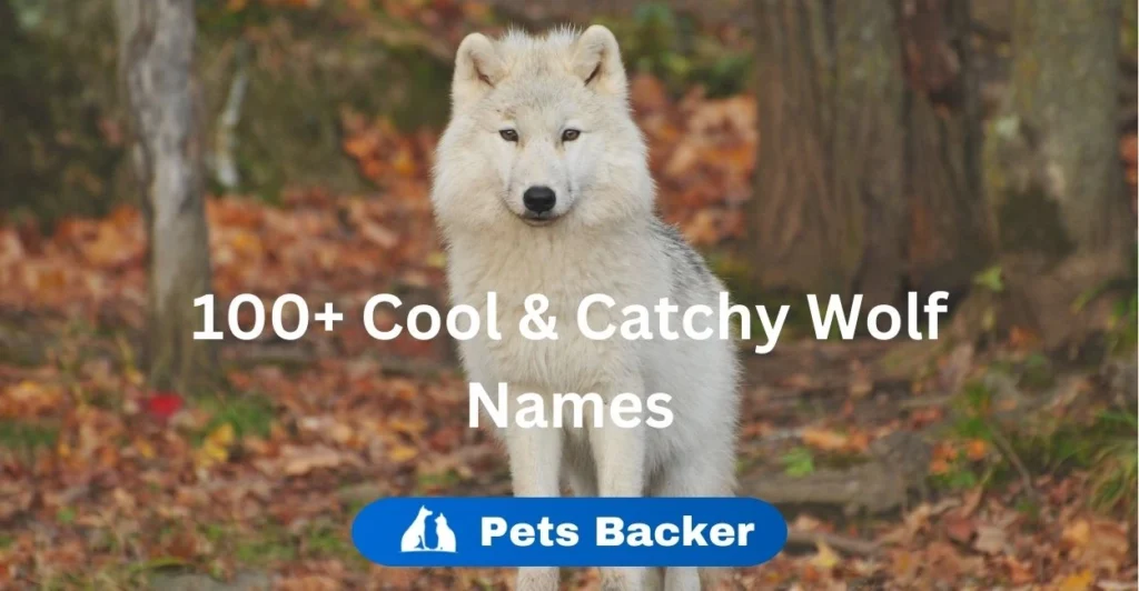 100+ Cool & Badass Wolf Names