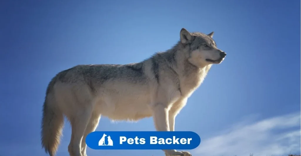 Wolf Names | Pets Backer