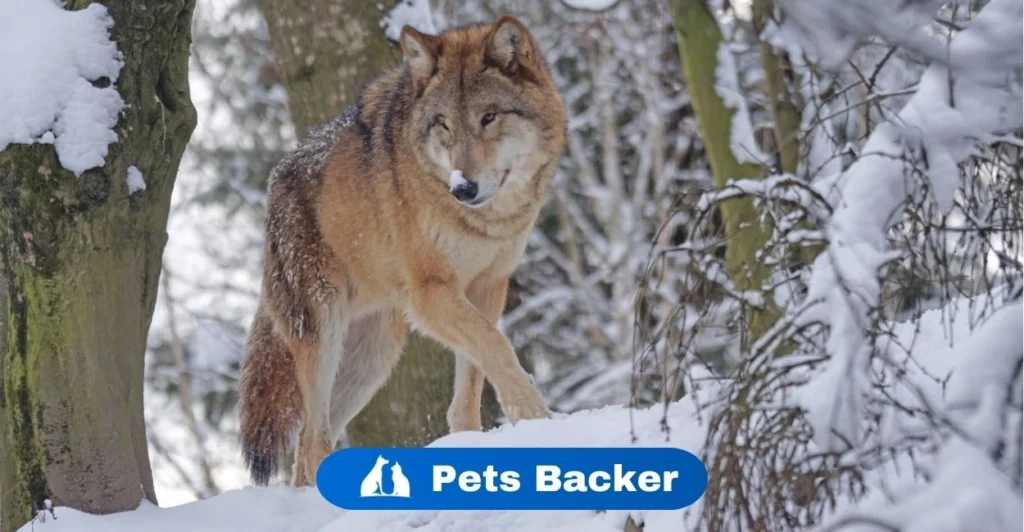 Wolf Names | Pets Backer