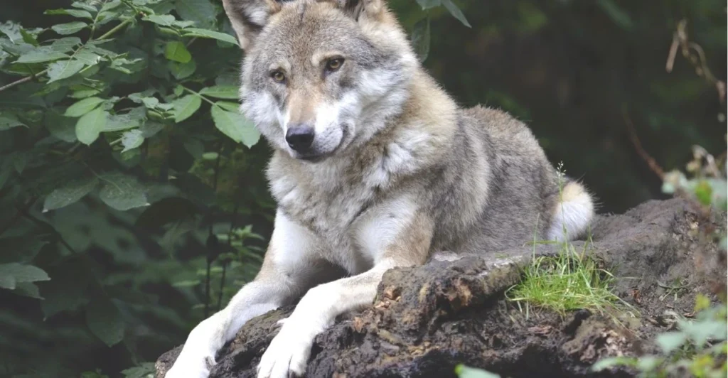 Wolf Names | Pets Backer