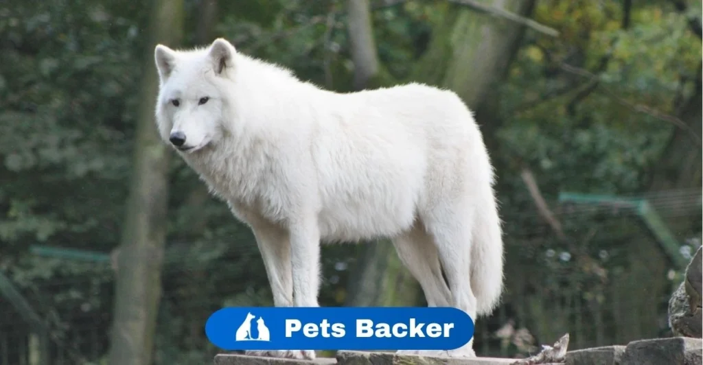 Wolf Names | Pets Backer