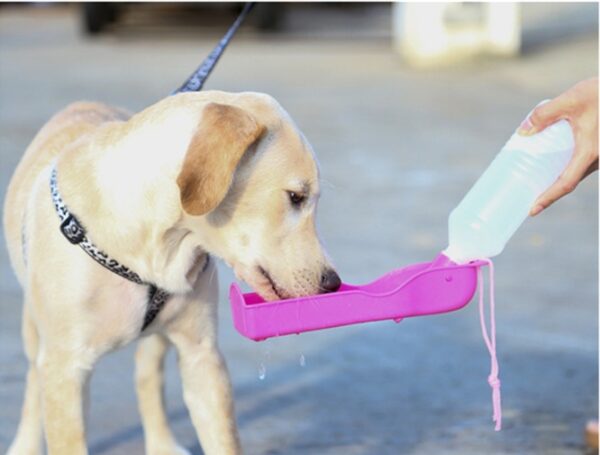 Portable Outdoor Water Feeding For Dogs