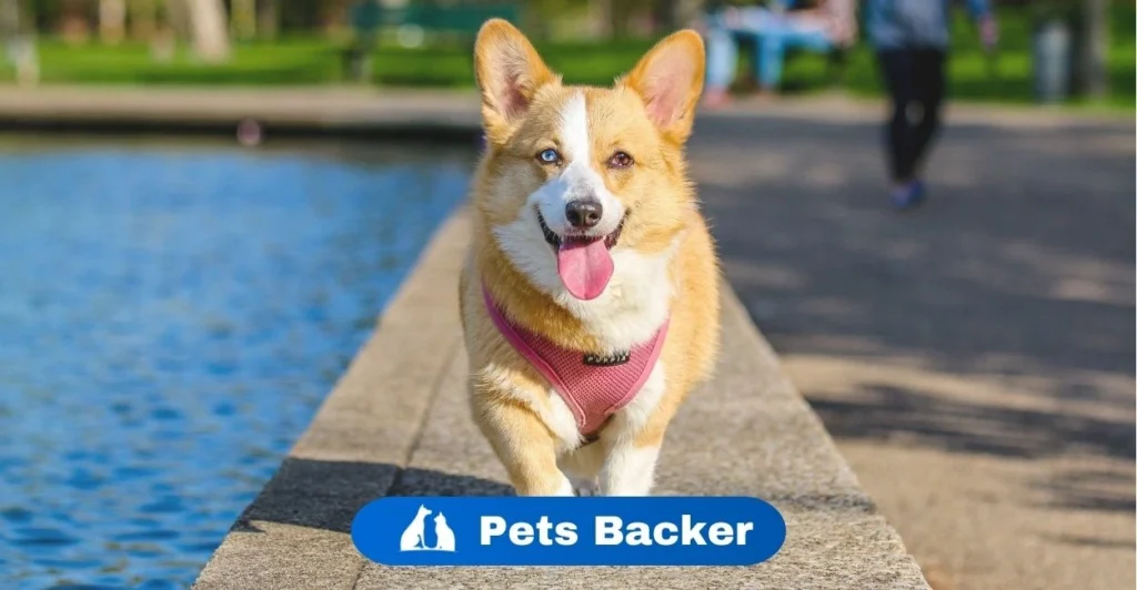 which dog is best for home | Pets Backer