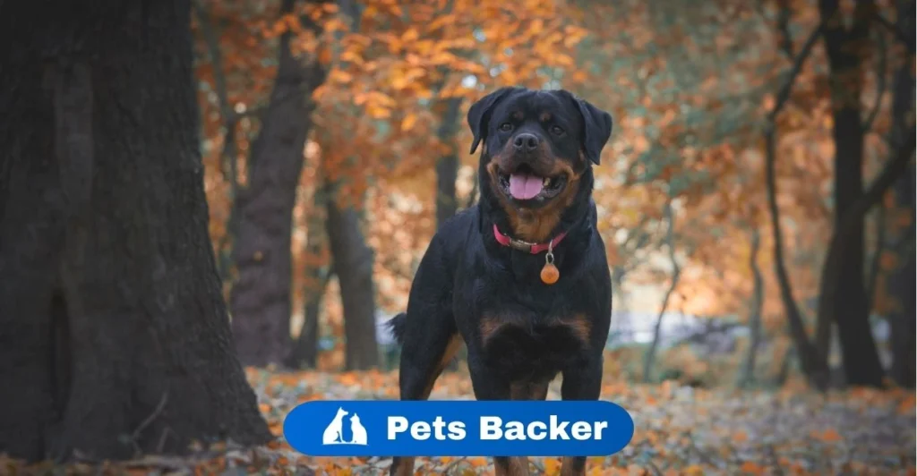 which dog is best for home | Pets Backer