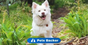 which dog is best for home | Pets Backer