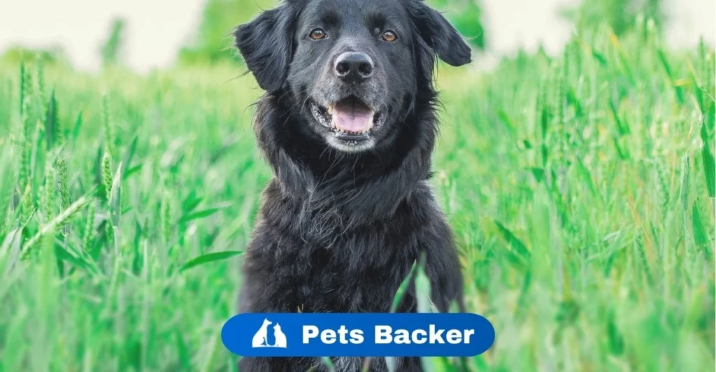 which dog is best for home | Pets Backer