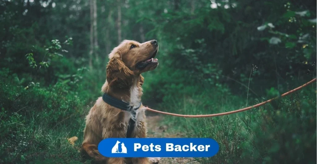 which dog is best for home | Pets Backer