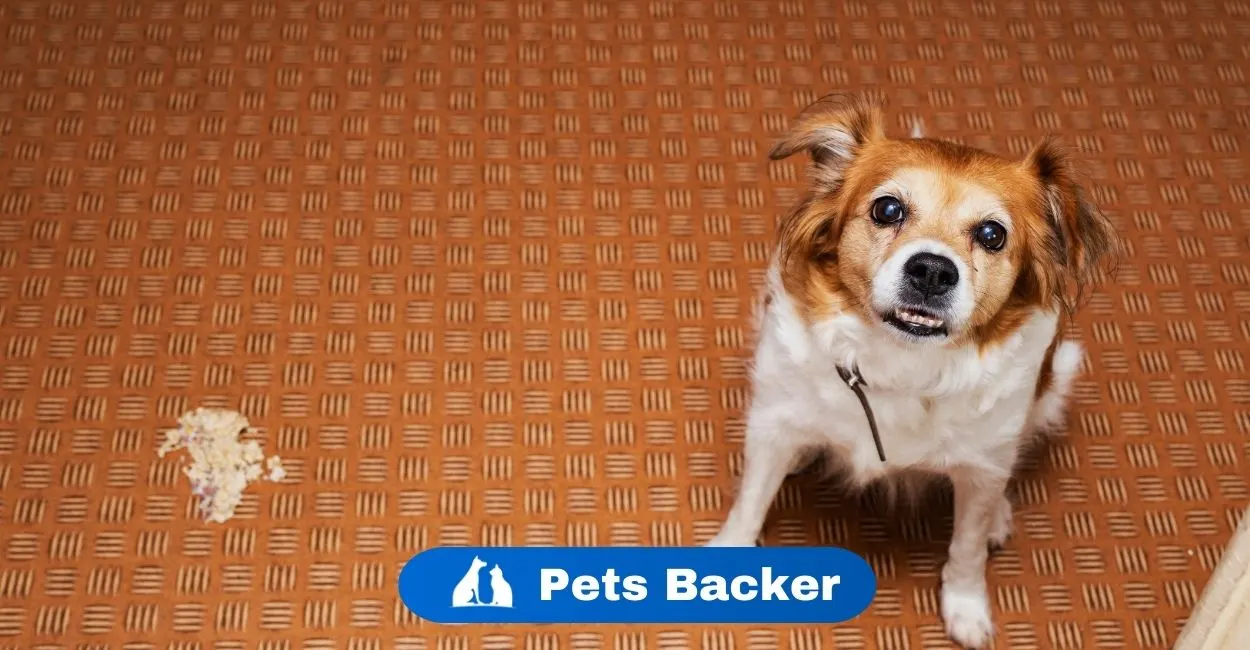 Why Is My Dog’s Stomach Gurgling? | Pets Backer