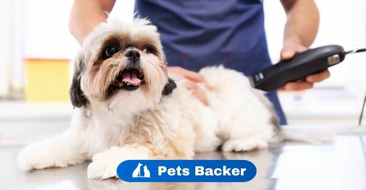 Why Is My Dog’s Stomach Gurgling? | Pets Backer