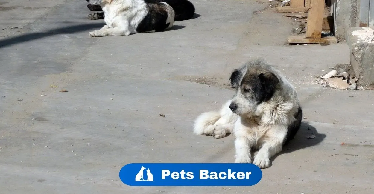 Why Is My Dog’s Stomach Gurgling? | Pets Backer