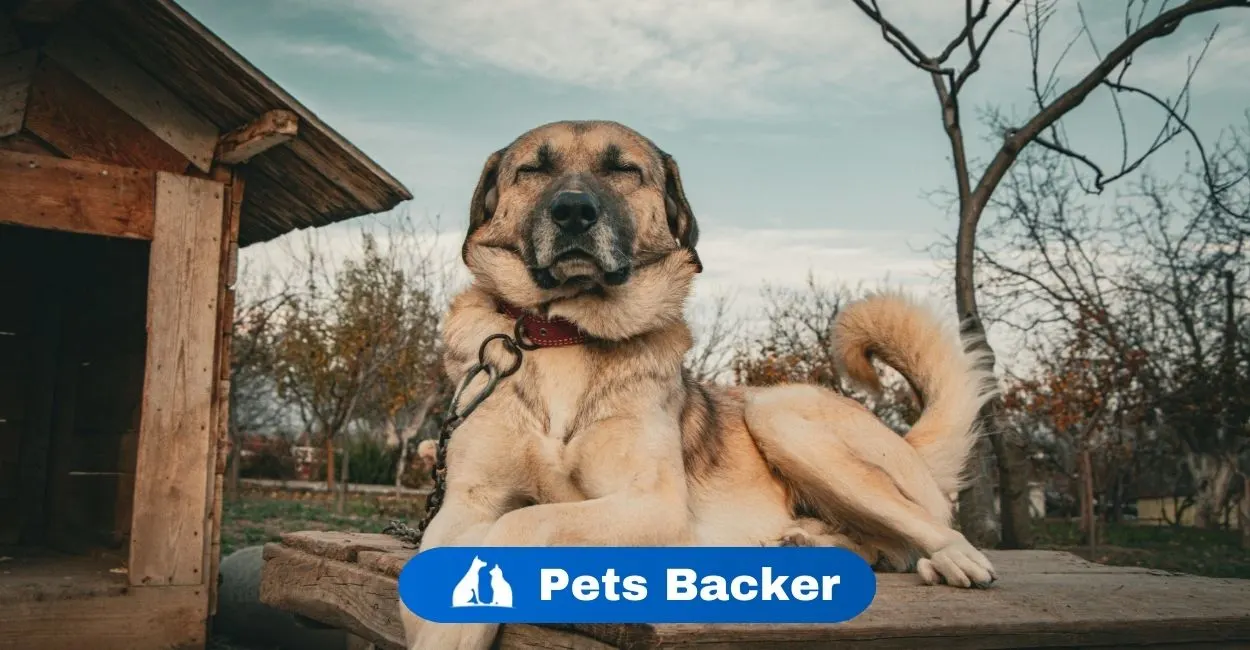 Why Is My Dog’s Stomach Gurgling? | Pets Backer