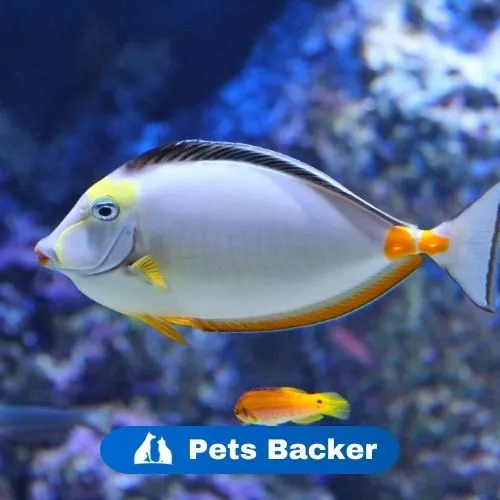 Fish Collection | Pets Backer