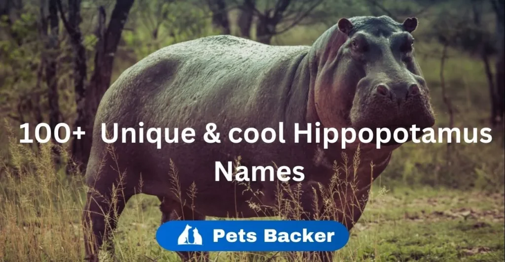 100+ Unique & Cool Hippopotamus Names