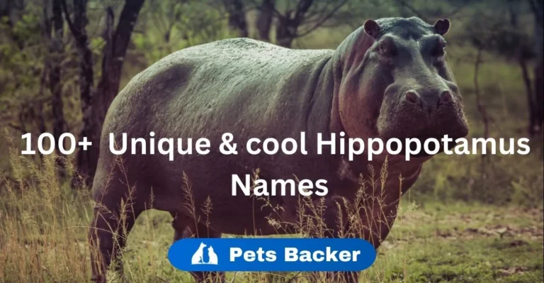 Hippopotamus Names | Pets Backer