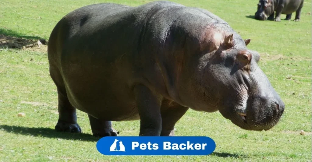 Hippopotamus Names | Pets Backer