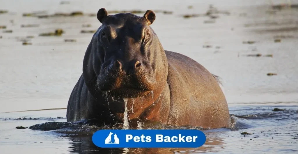 Hippopotamus Names | Pets Backer