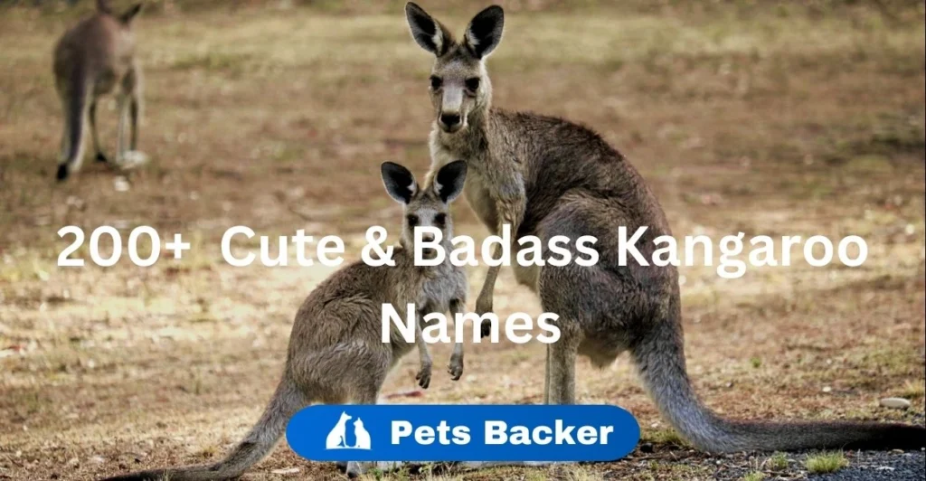 200+ Cute & Badass Kangaroo Names