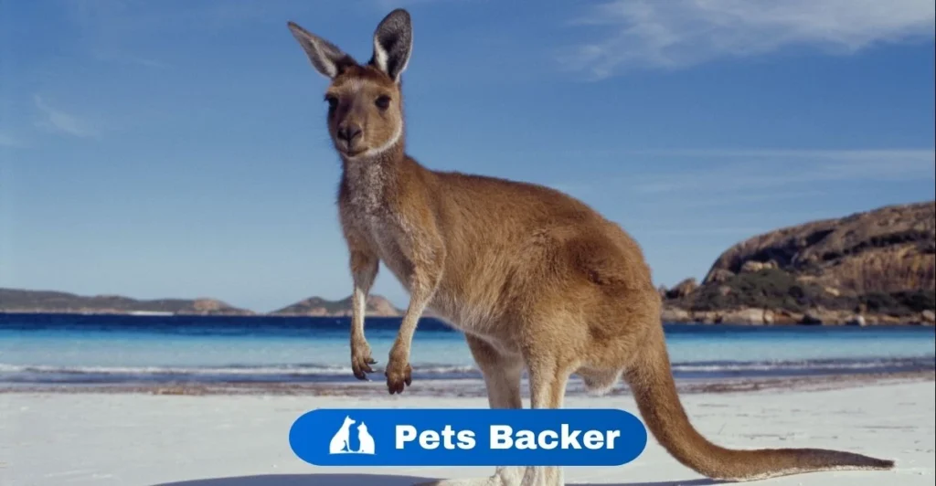 Kangaroo Names  | Pets Backer