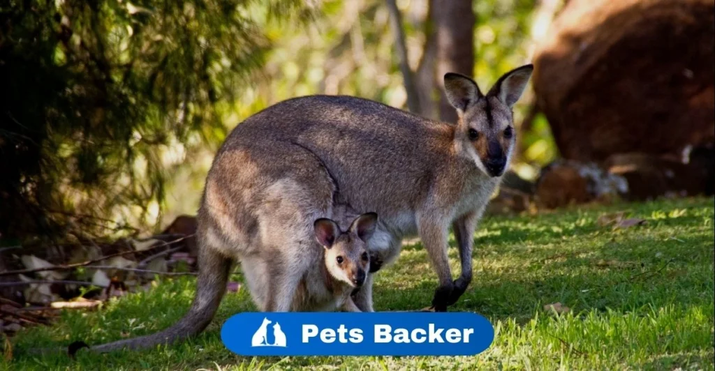 Kangaroo Names | Pets Backer