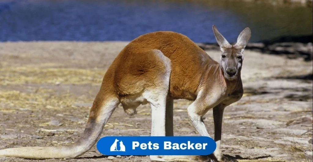 Kangaroo Names  | Pets Backer