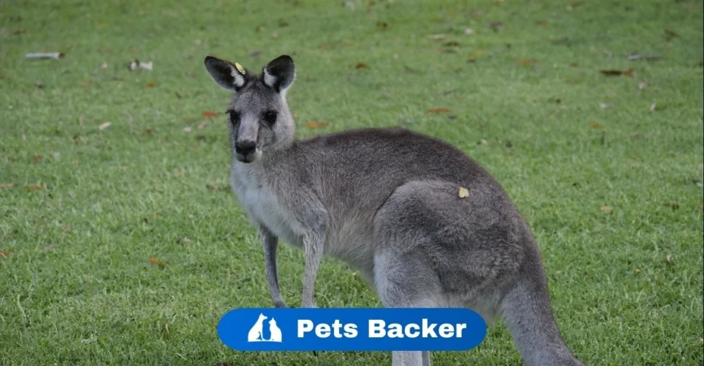 Kangaroo Names  | Pets Backer