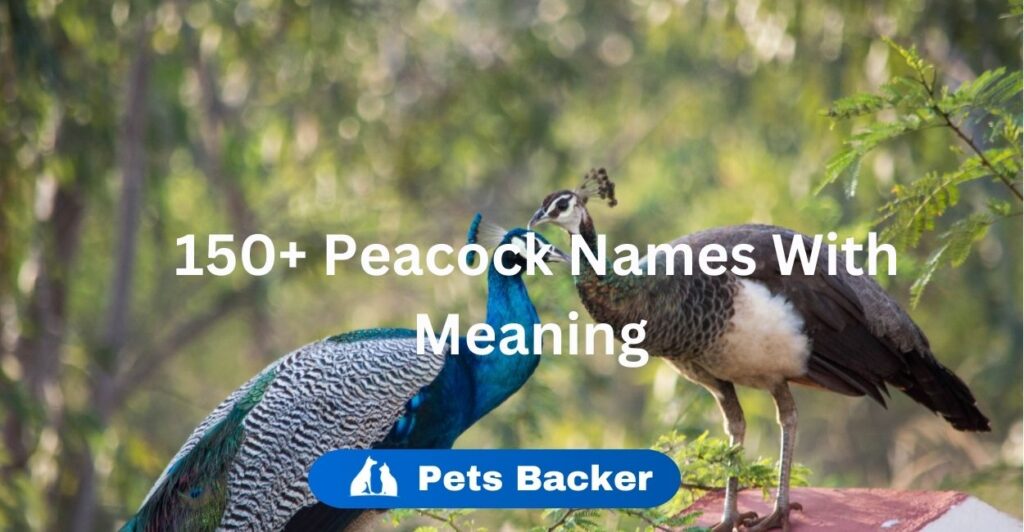 150+ Cute & Cool  Peacock Names