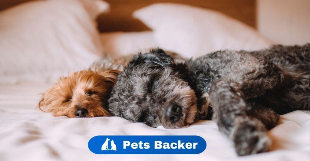 Why Does My Dog Shake While Sleeping? | Pets Backer