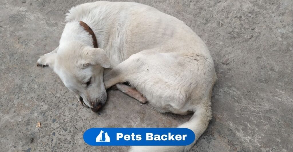 Why Does My Dog Shake While Sleeping? | Pets Backer