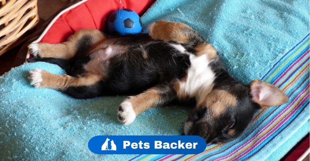 Why Does My Dog Shake While Sleeping? | Pets Backer