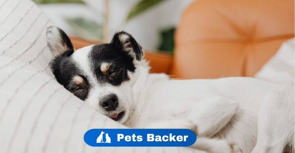 Why Does My Dog Shake While Sleeping? | Pets Backer