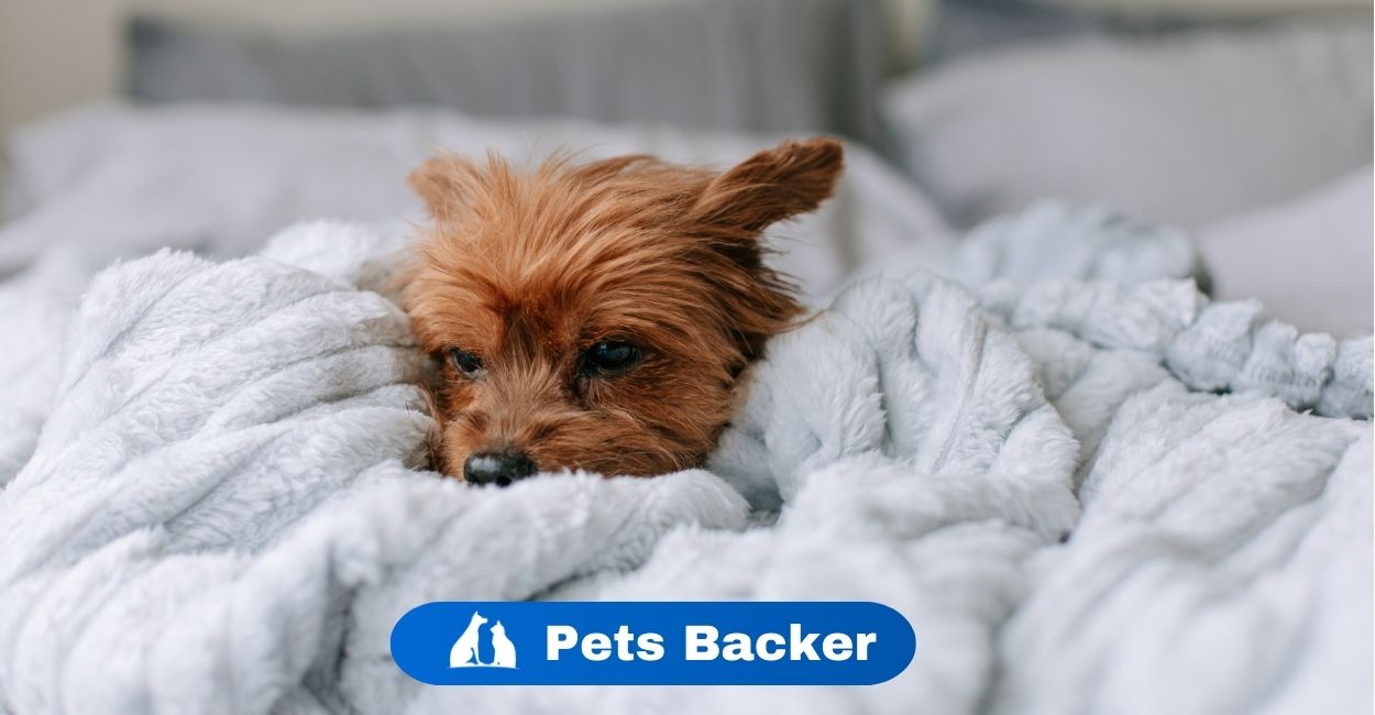 Why Does My Dog Shake While Sleeping? | Pets Backer