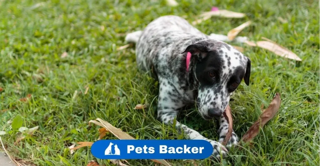 What makes my Dog chew the carpet? | Pets Backer