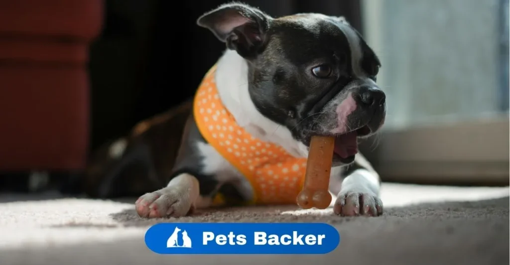 What makes my Dog chew the carpet? | Pets Backer